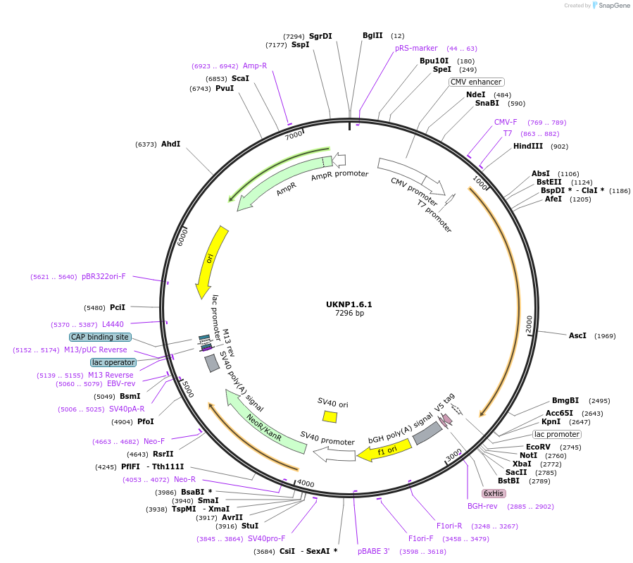97370-plasmid-map-sequence-id-189773