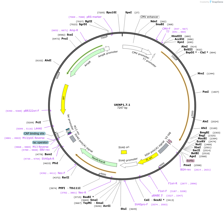 97371-plasmid-map-sequence-id-189774