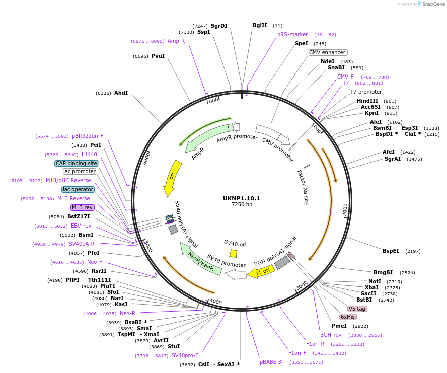 97376-plasmid-map-sequence-id-189782