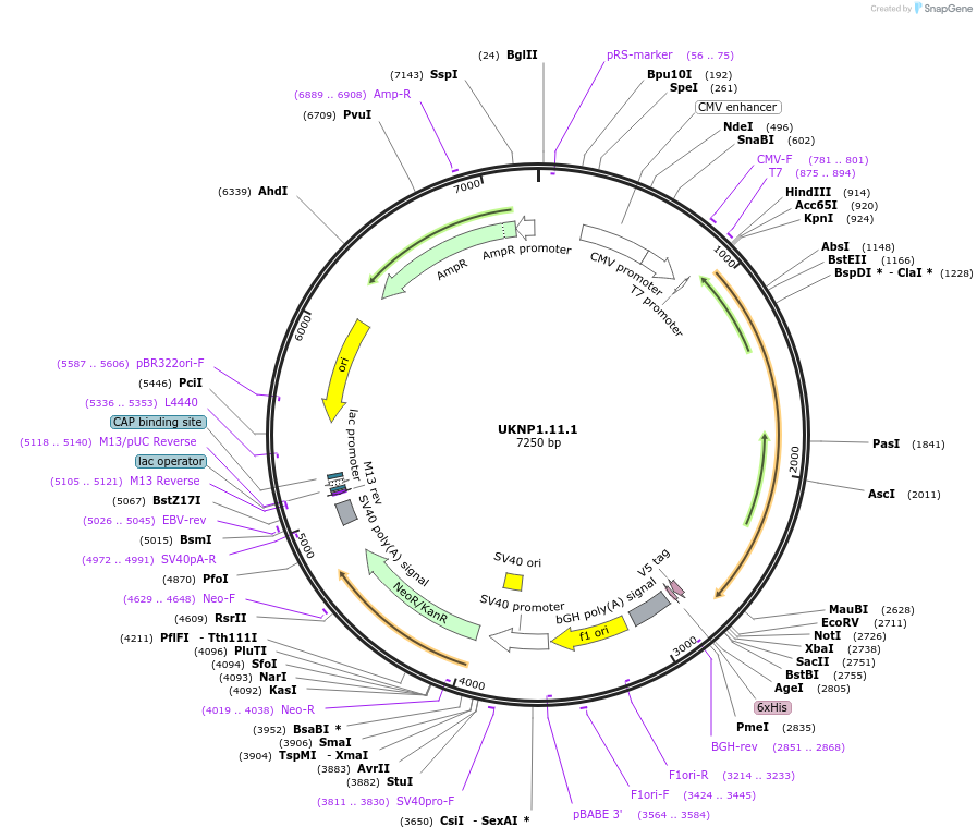 97377-plasmid-map-sequence-id-189789