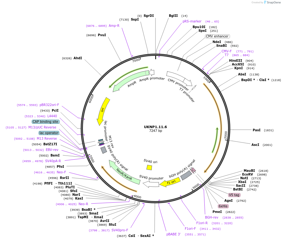 97382-plasmid-map-sequence-id-189799