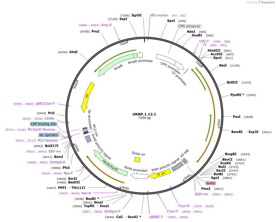 97384-plasmid-map-sequence-id-189802