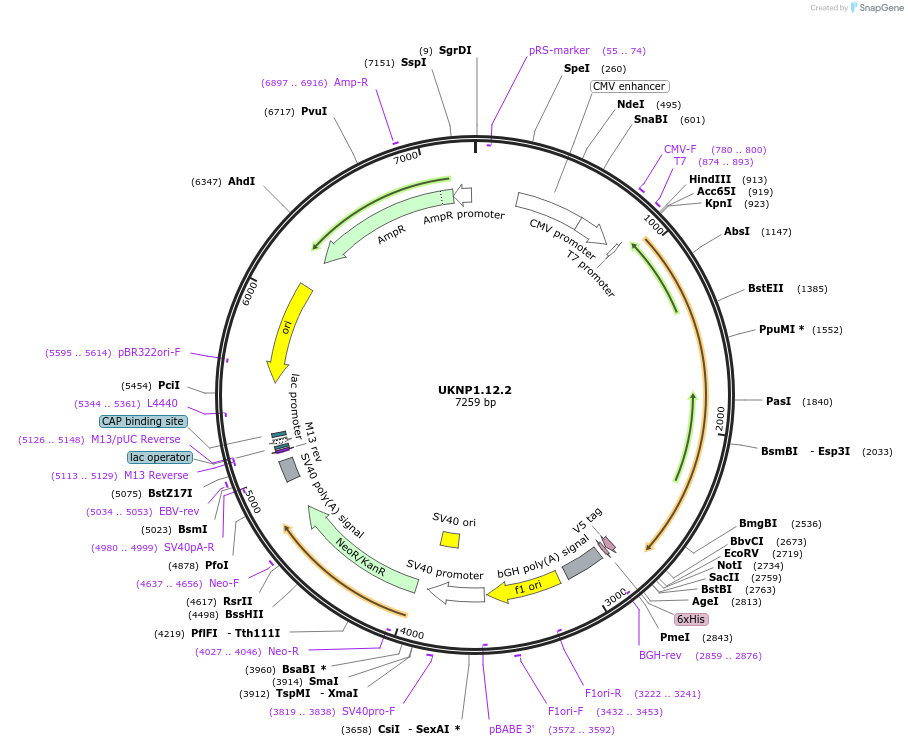 97385-plasmid-map-sequence-id-189805
