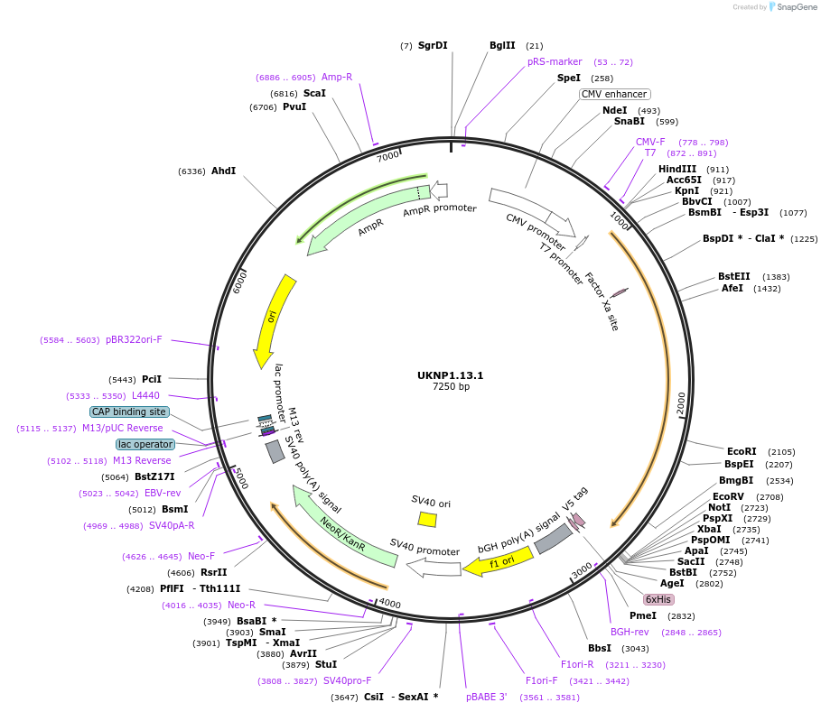 97412-plasmid-map-sequence-id-189813