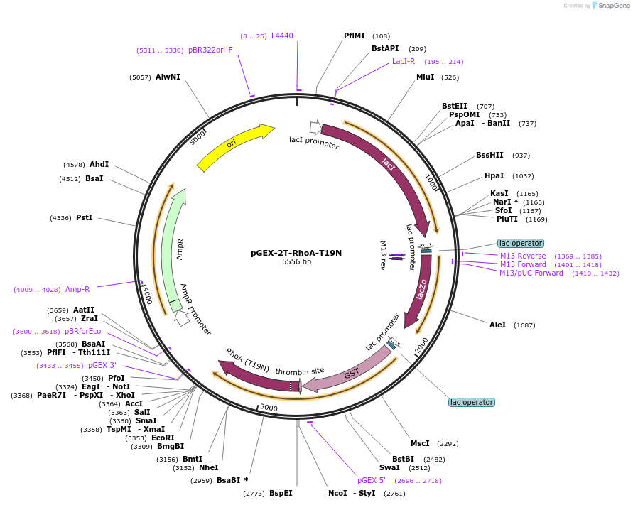 12960-plasmid-map-sequence-id-189822