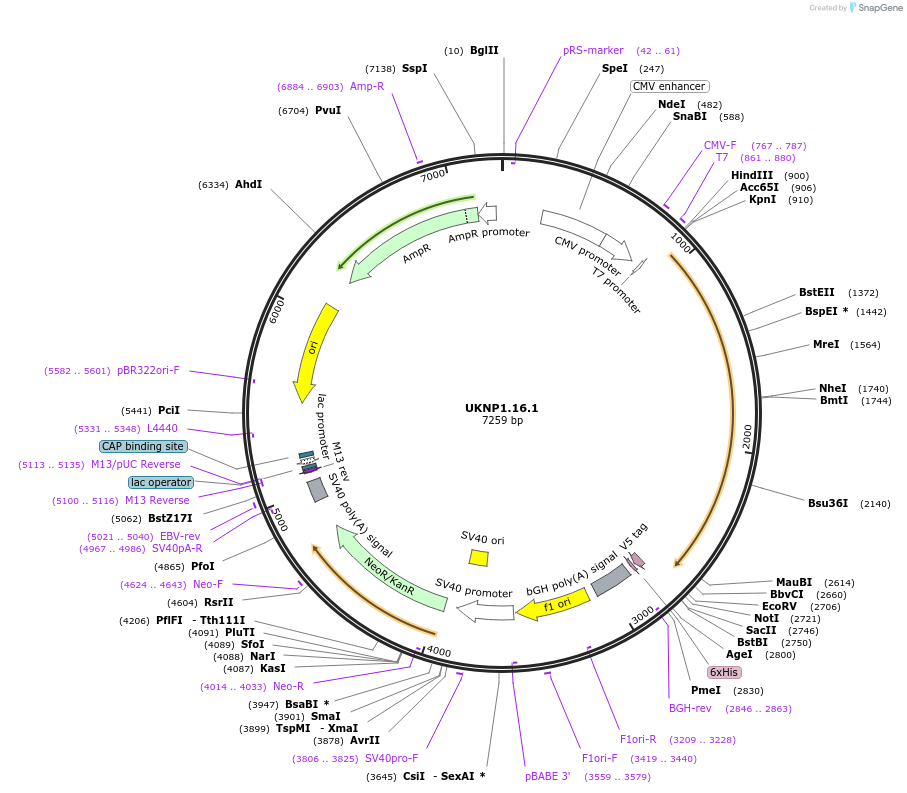 98186-plasmid-map-sequence-id-189839