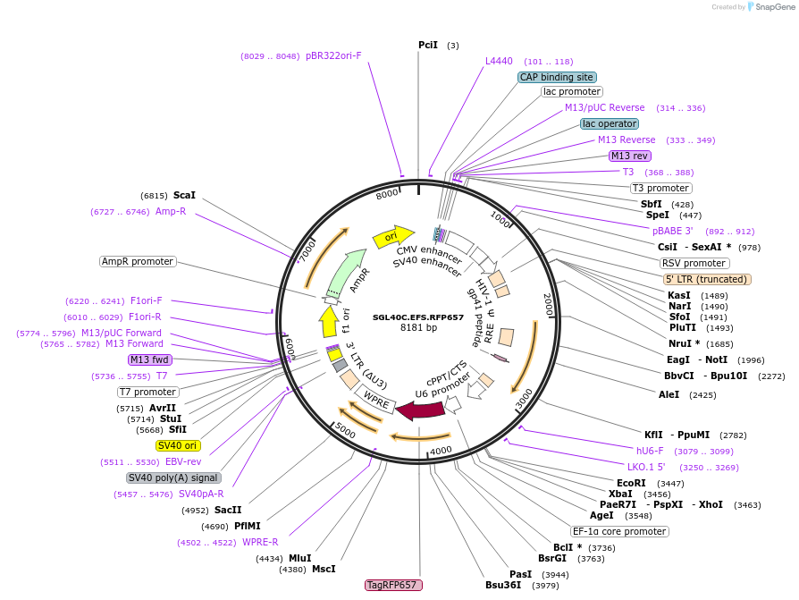 69147-plasmid-map-sequence-id-189853