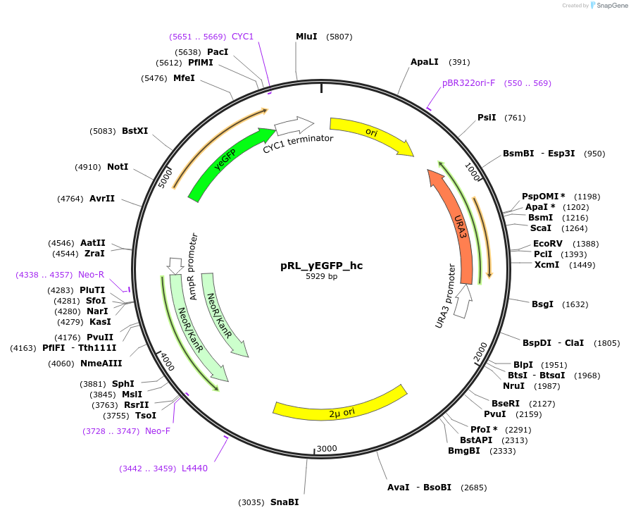 98746-plasmid-map-sequence-id-189855