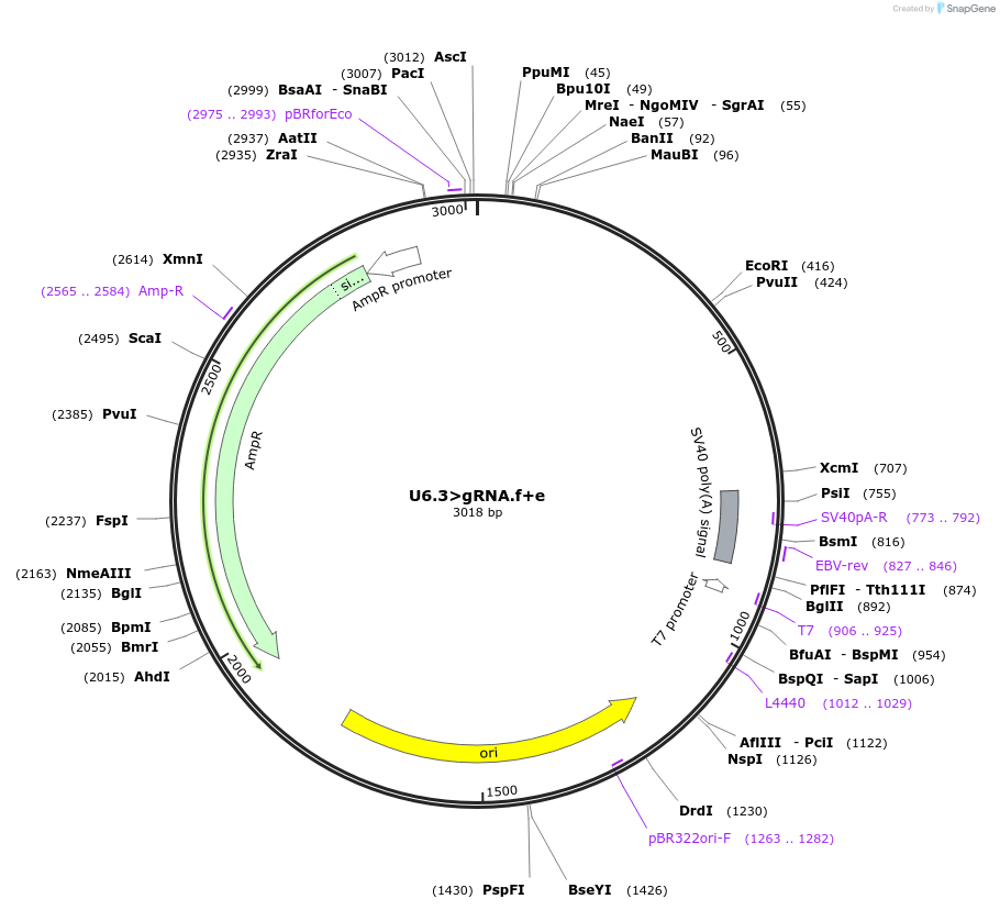 99139-plasmid-map-sequence-id-189860