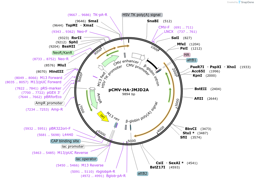 24180-plasmid-map-sequence-id-189870