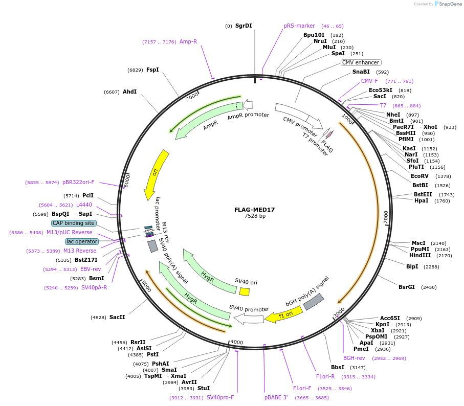 15410-plasmid-map-sequence-id-189872