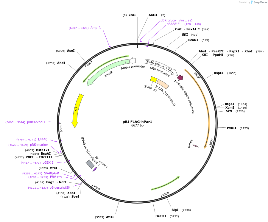 53226-plasmid-map-sequence-id-189874