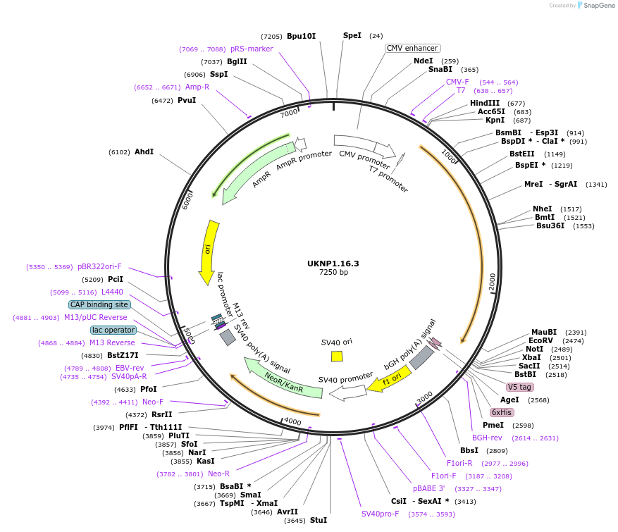 98188-plasmid-map-sequence-id-189877