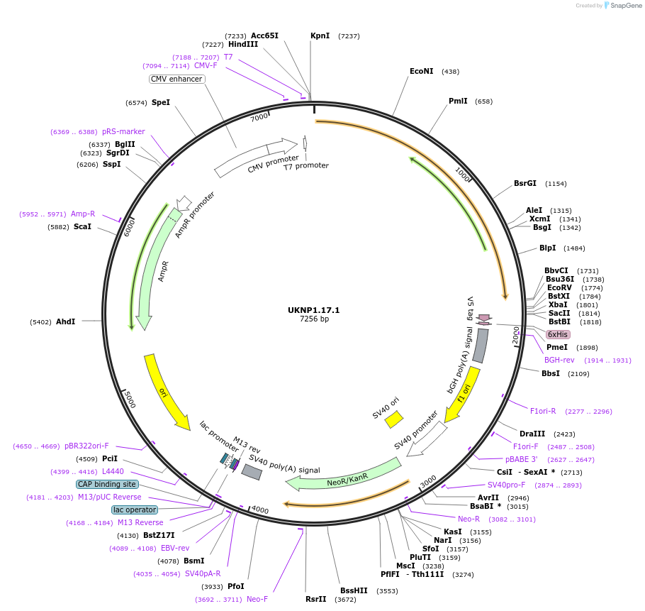 98189-plasmid-map-sequence-id-189880