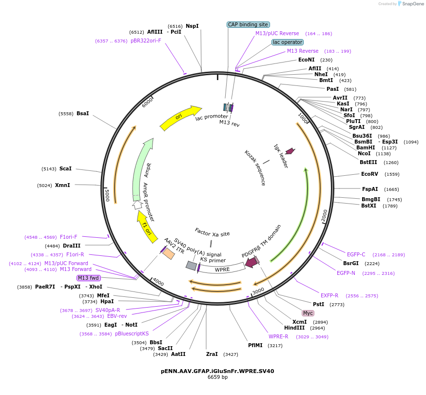 98930-plasmid-map-sequence-id-189881