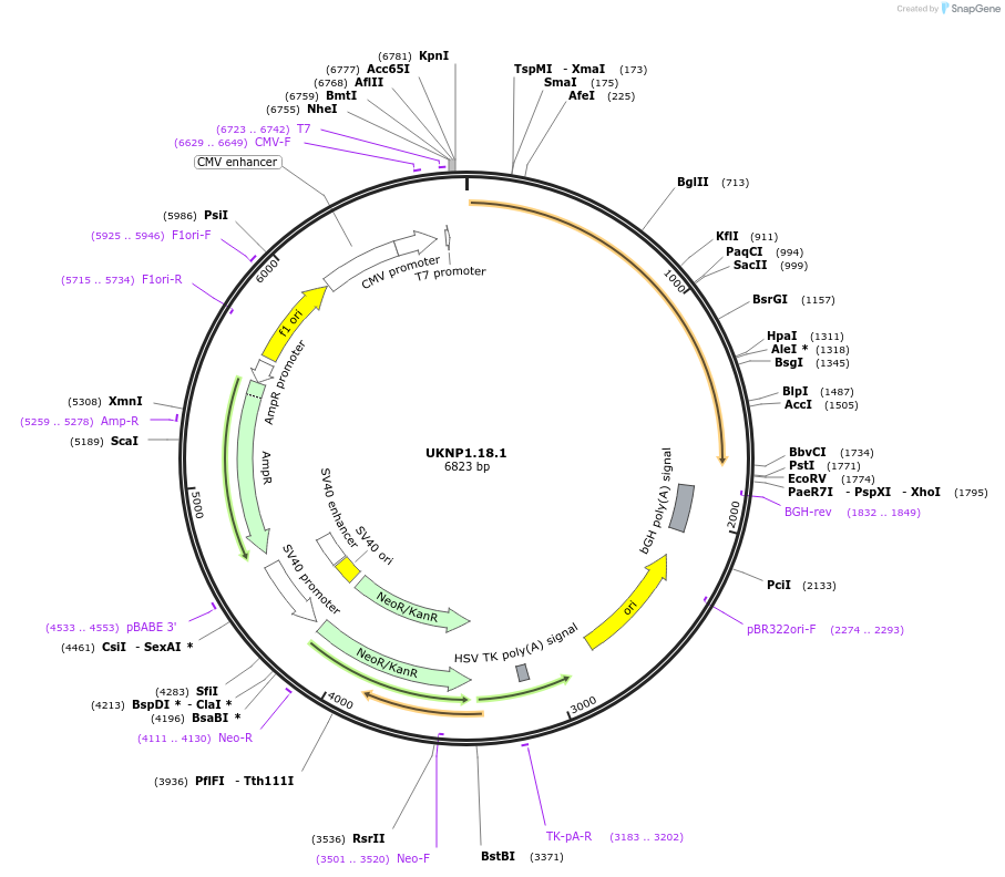 98190-plasmid-map-sequence-id-189882