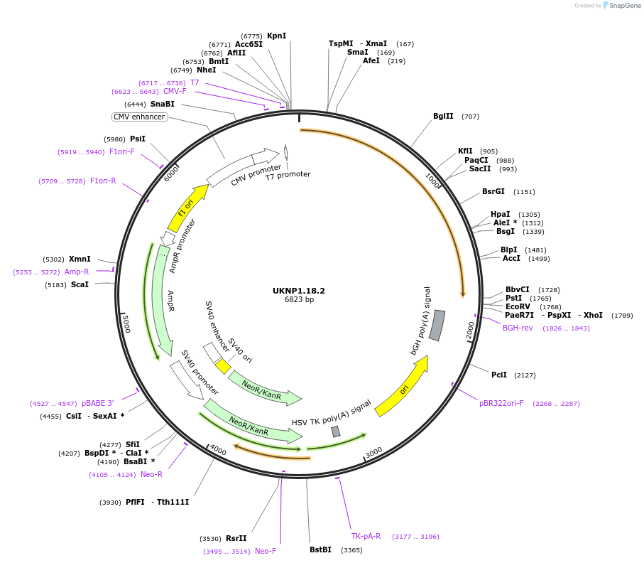 98191-plasmid-map-sequence-id-189886
