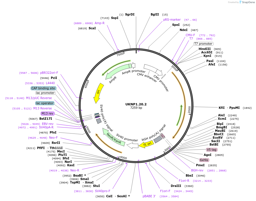 98196-plasmid-map-sequence-id-189893
