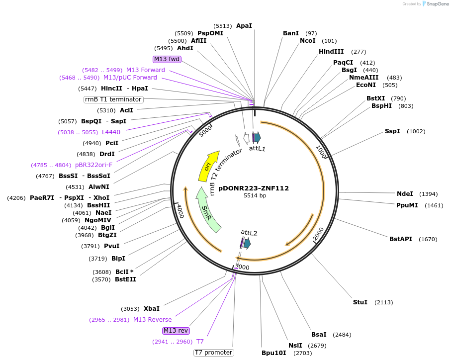 88024-plasmid-map-sequence-id-189930