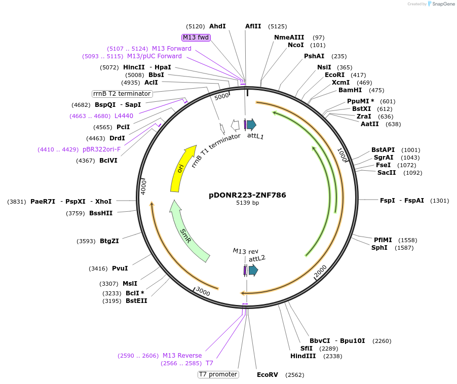 88068-plasmid-map-sequence-id-189950