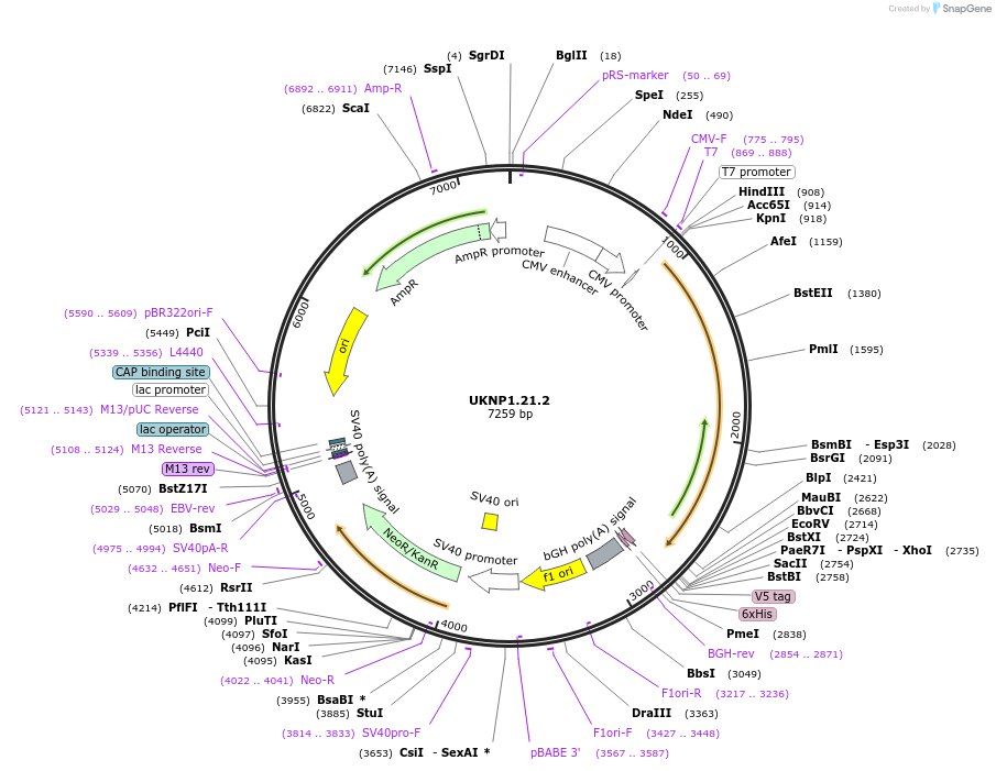 98200-plasmid-map-sequence-id-189959