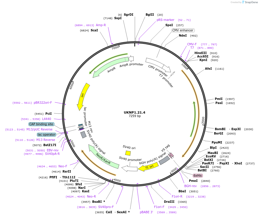 98202-plasmid-map-sequence-id-189962