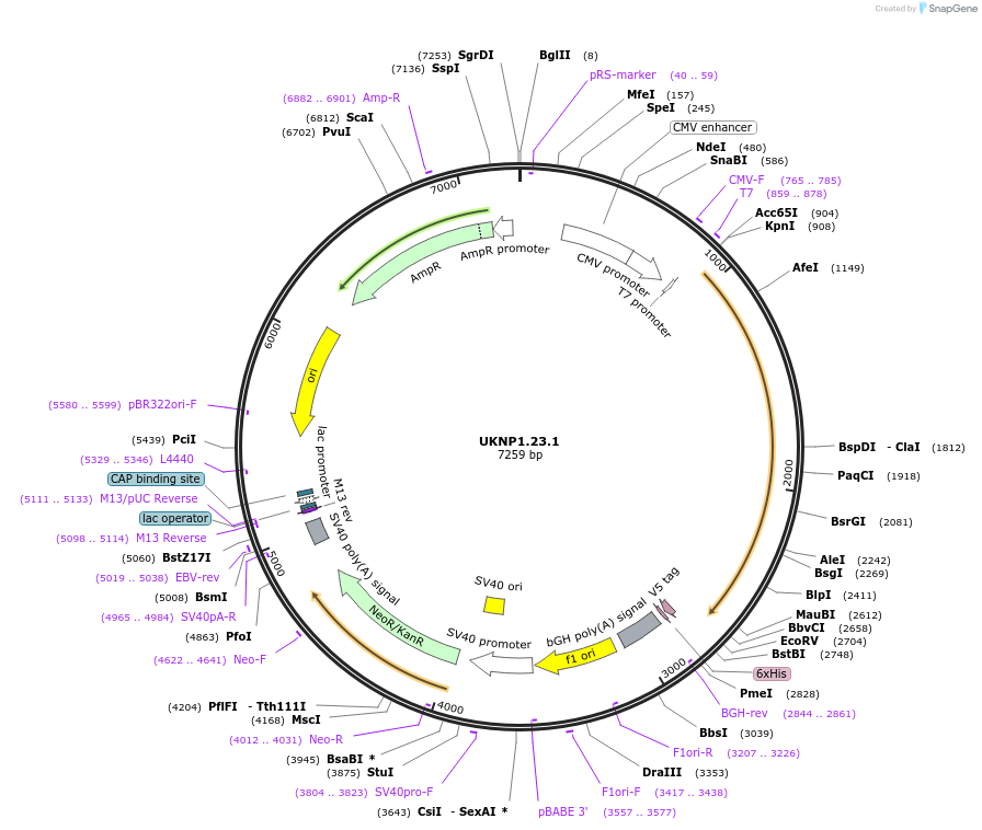 98206-plasmid-map-sequence-id-189968