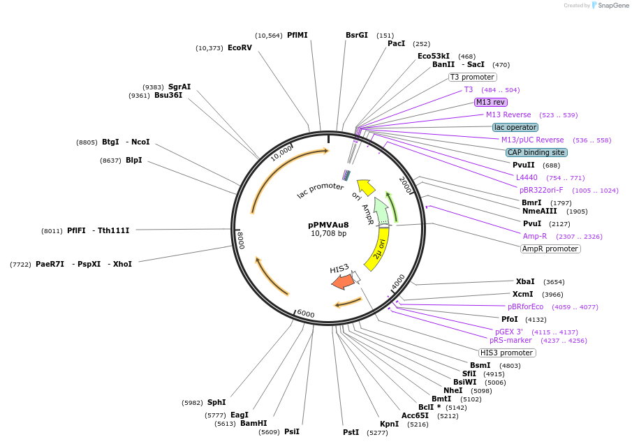 98297-plasmid-map-sequence-id-189970