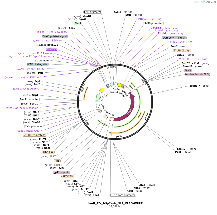 97313-plasmid-map-sequence-id-189971