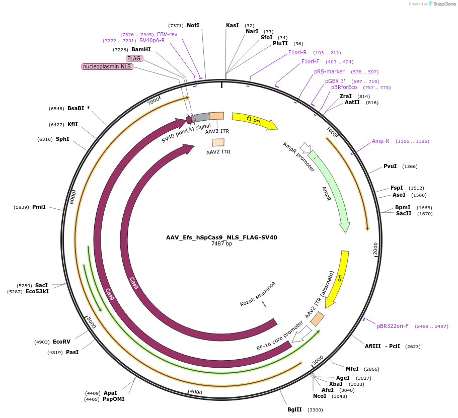 97307-plasmid-map-sequence-id-189973