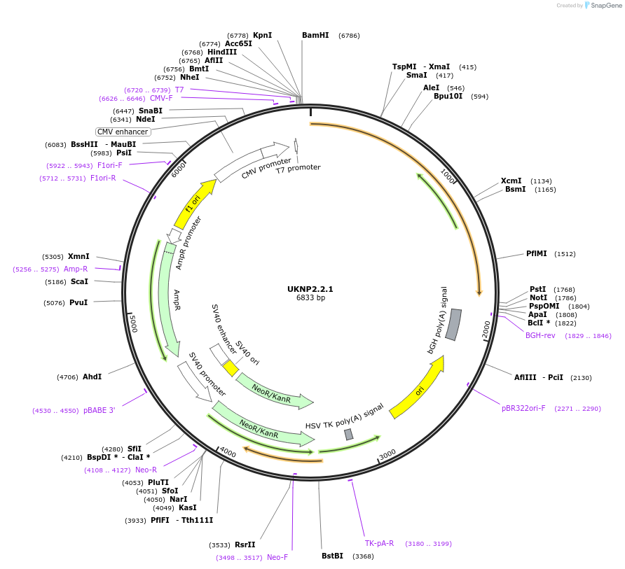 98209-plasmid-map-sequence-id-189976