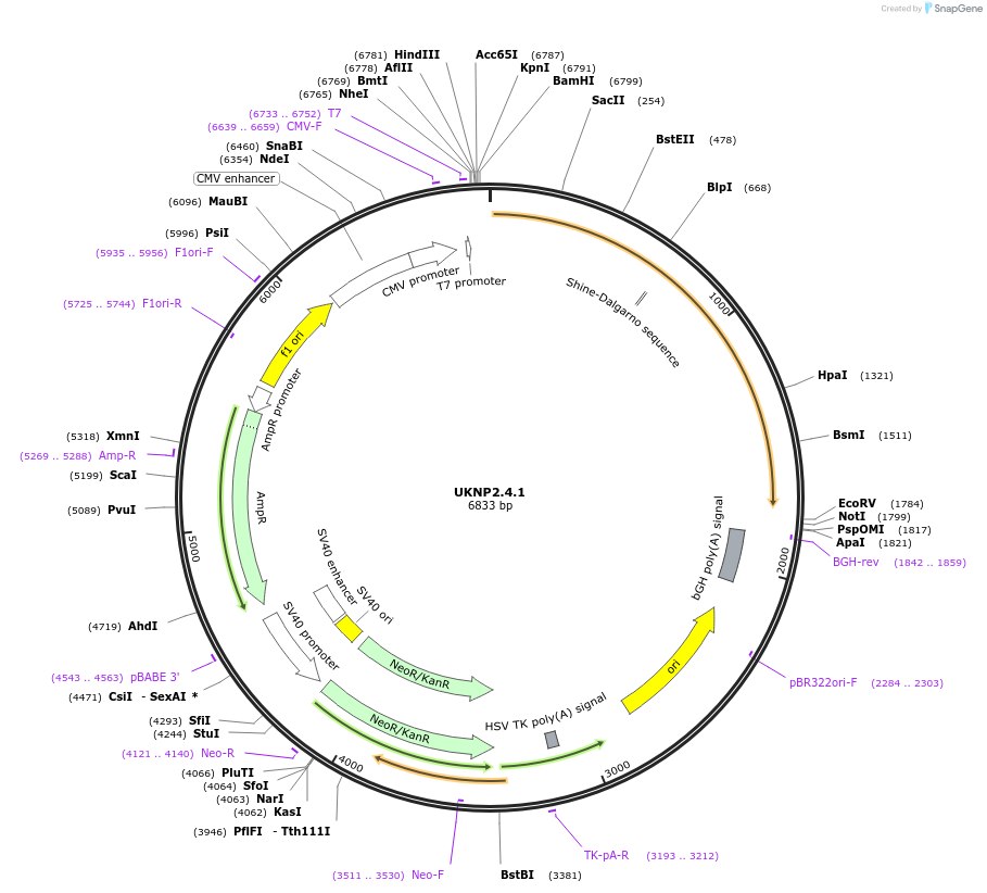 98212-plasmid-map-sequence-id-189978
