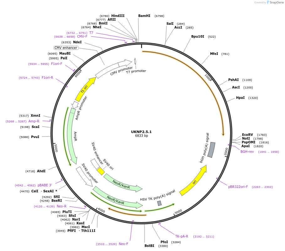 98213-plasmid-map-sequence-id-189979