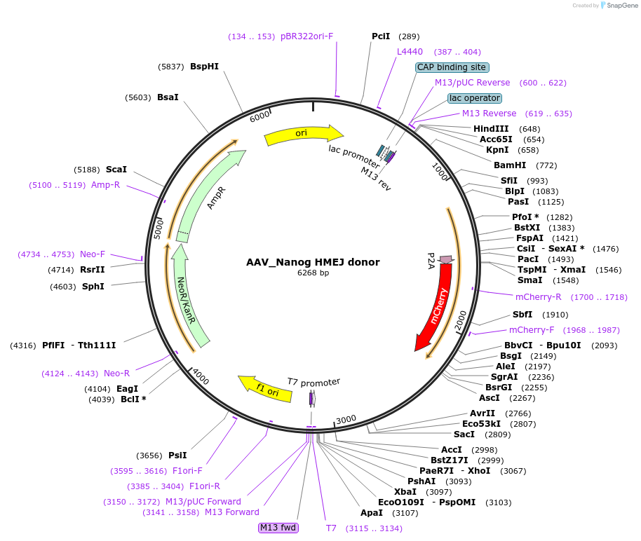 97321-plasmid-map-sequence-id-189981