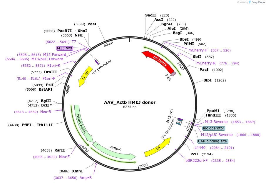 97318-plasmid-map-sequence-id-189985