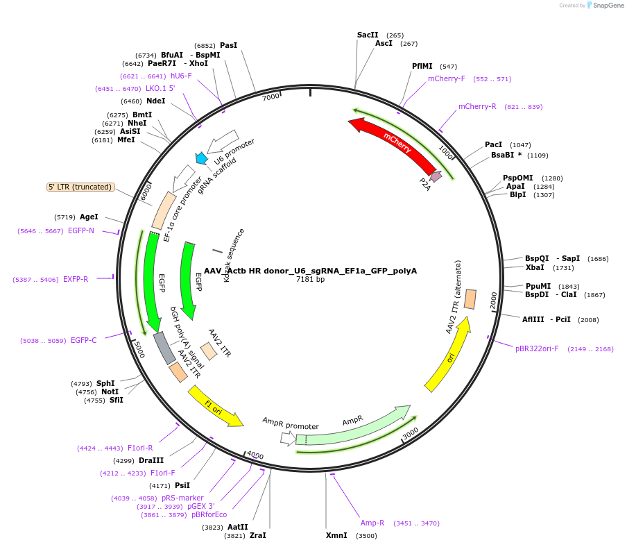 97309-plasmid-map-sequence-id-189989