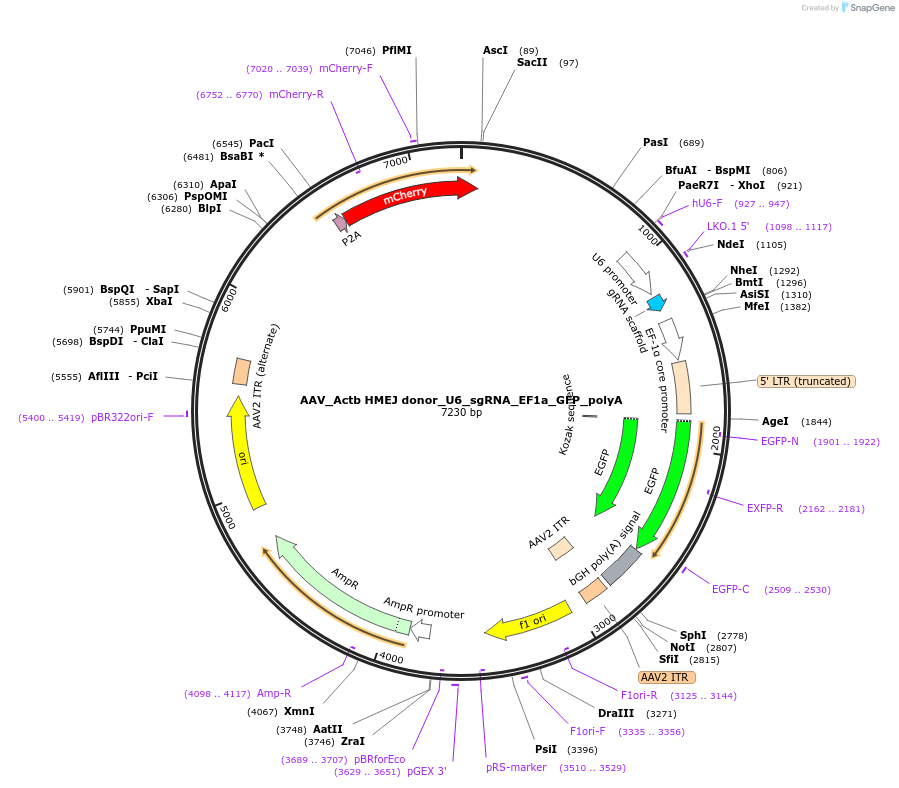 97308-plasmid-map-sequence-id-189991