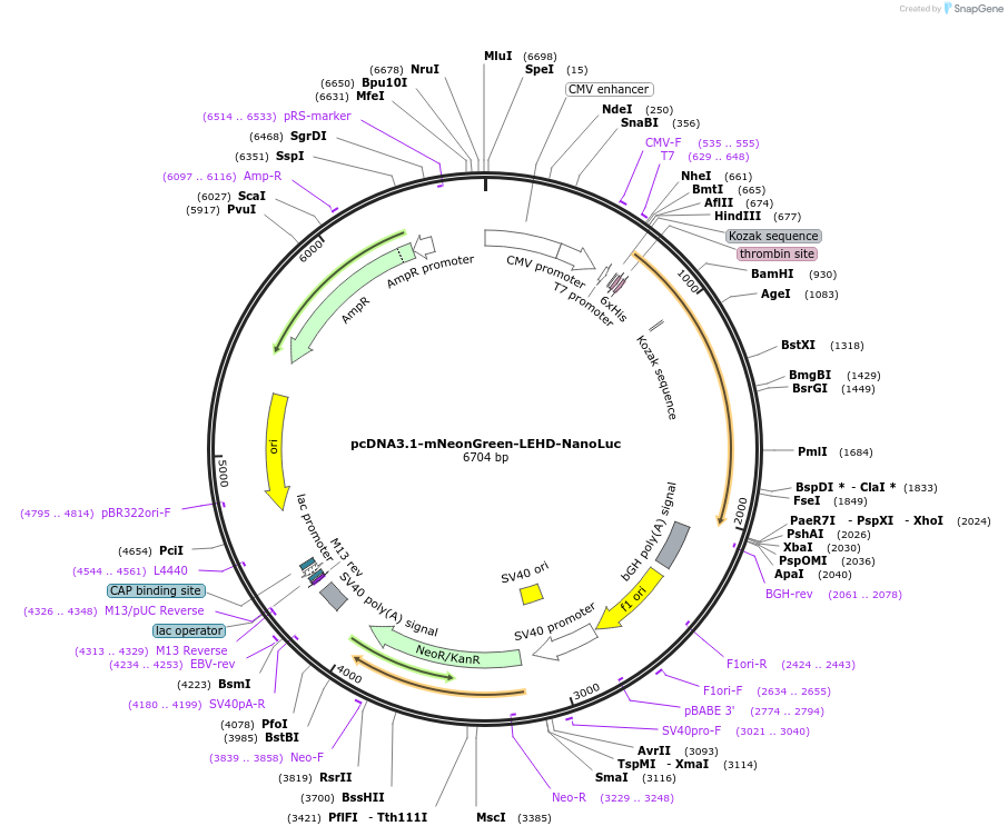 98289-plasmid-map-sequence-id-190009