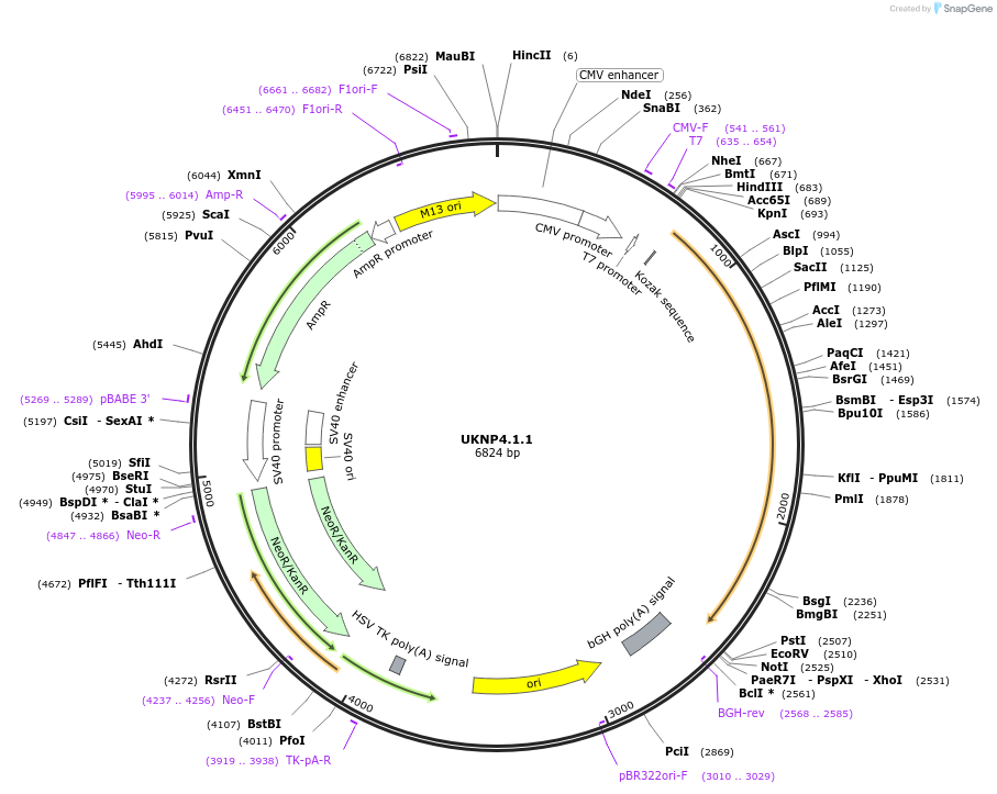 98266-plasmid-map-sequence-id-190011
