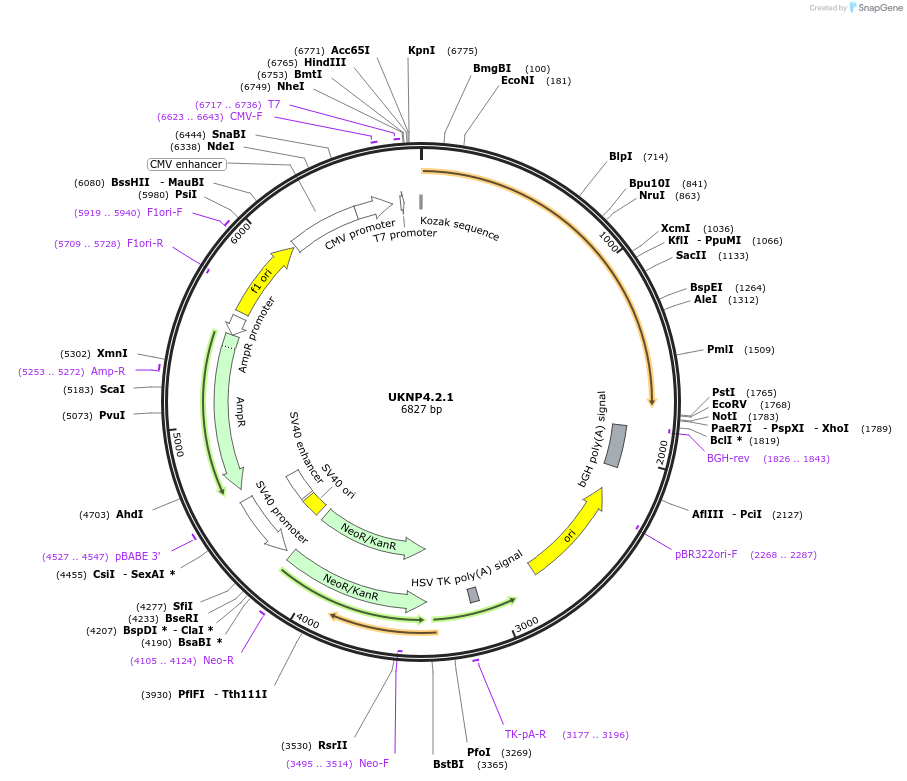 98267-plasmid-map-sequence-id-190013