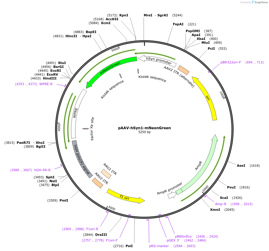 99135-plasmid-map-sequence-id-190028