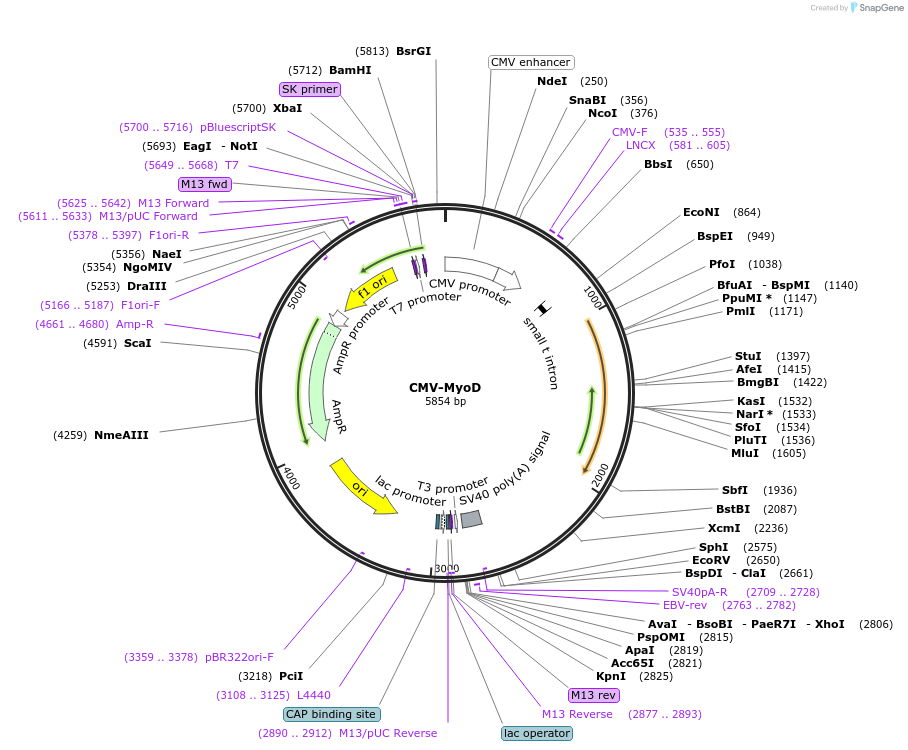 8398-plasmid-map-sequence-id-190039
