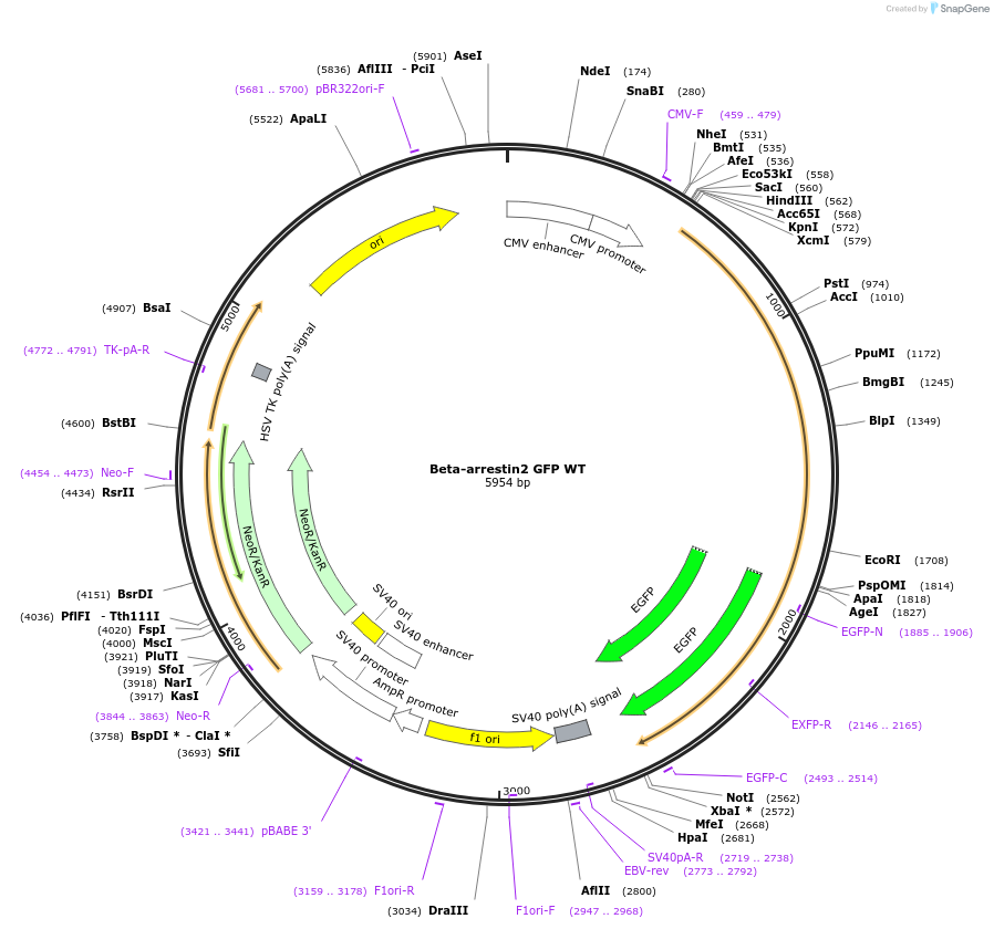 35411-plasmid-map-sequence-id-190040