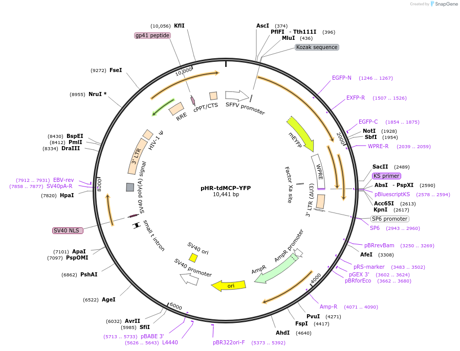 99151-plasmid-map-sequence-id-190042