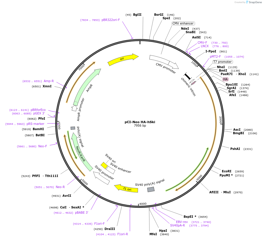 10910-plasmid-map-sequence-id-190048