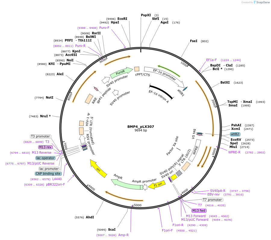 98321-plasmid-map-sequence-id-190053