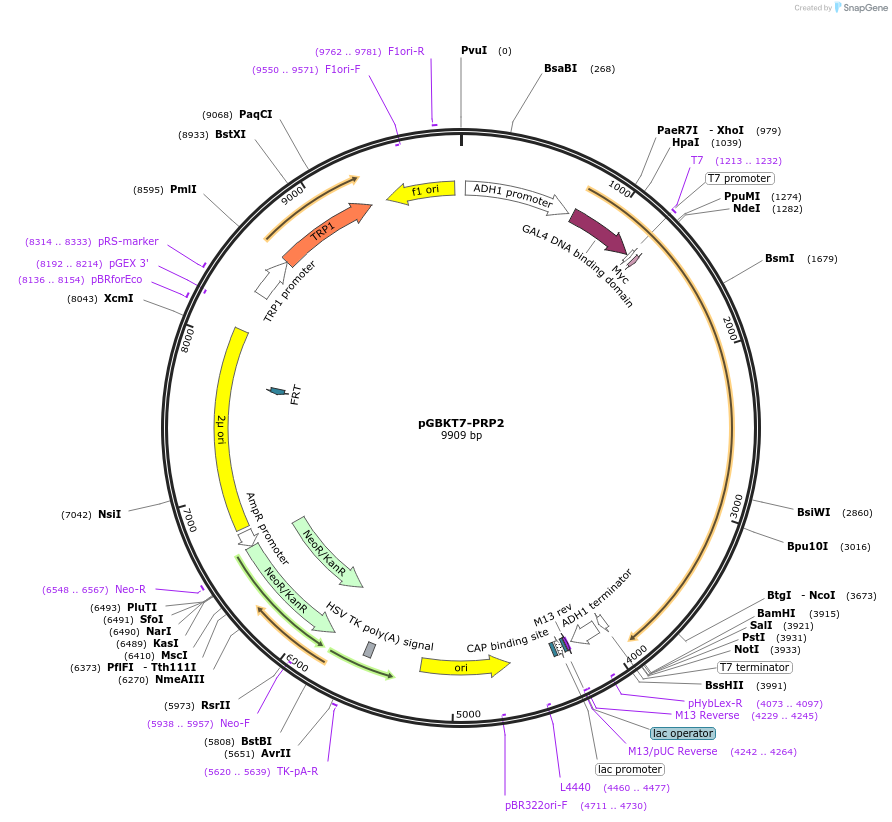87591-plasmid-map-sequence-id-190056