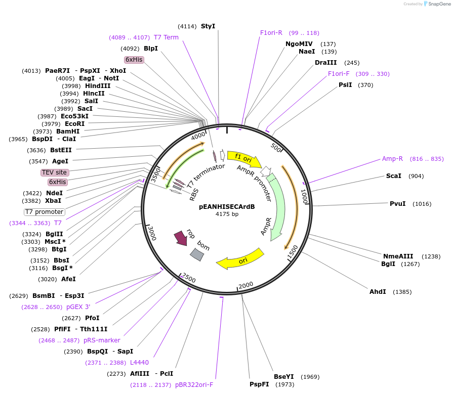 96967-plasmid-map-sequence-id-190062