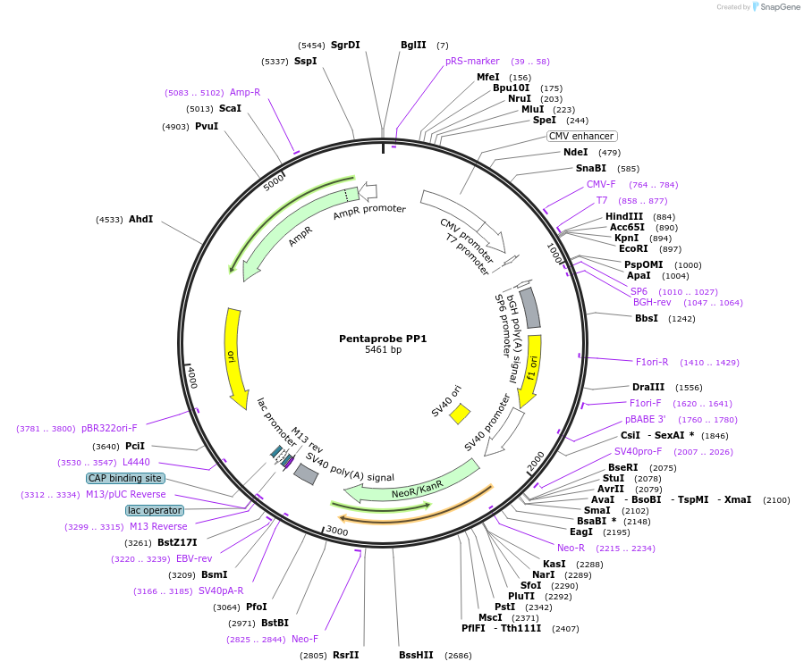 83326-plasmid-map-sequence-id-190064