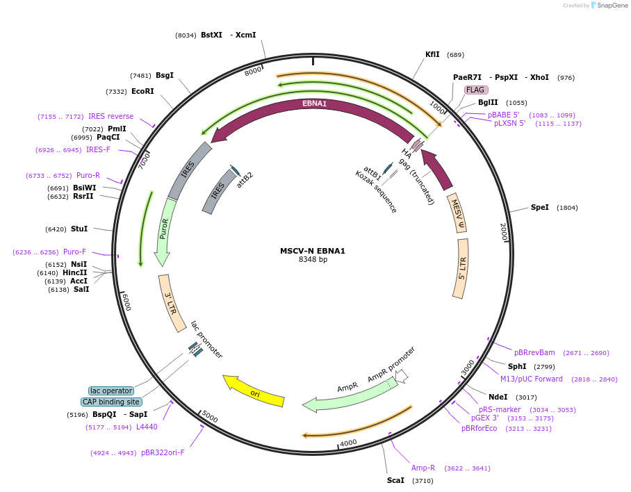 37954-plasmid-map-sequence-id-190068